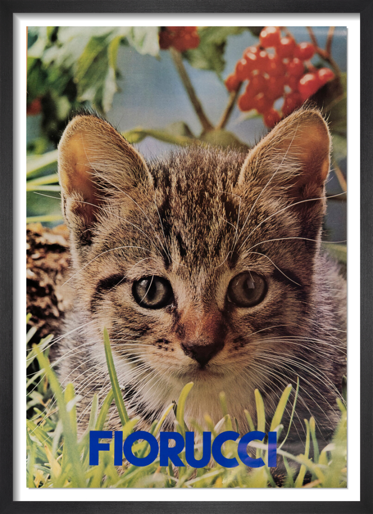 Fiorucci (Kitten)