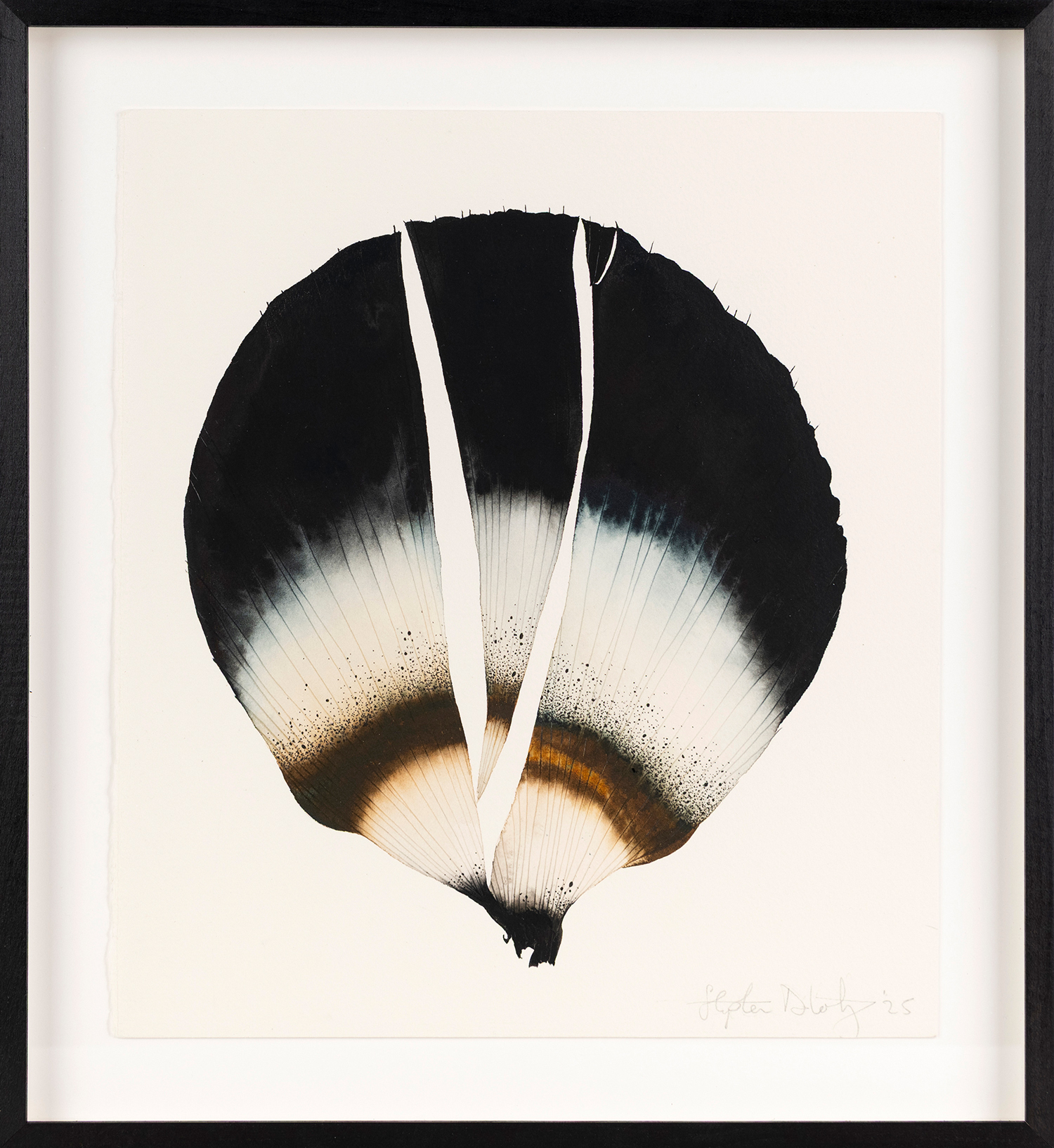 Split Dark Anemone Petal 18, 2025