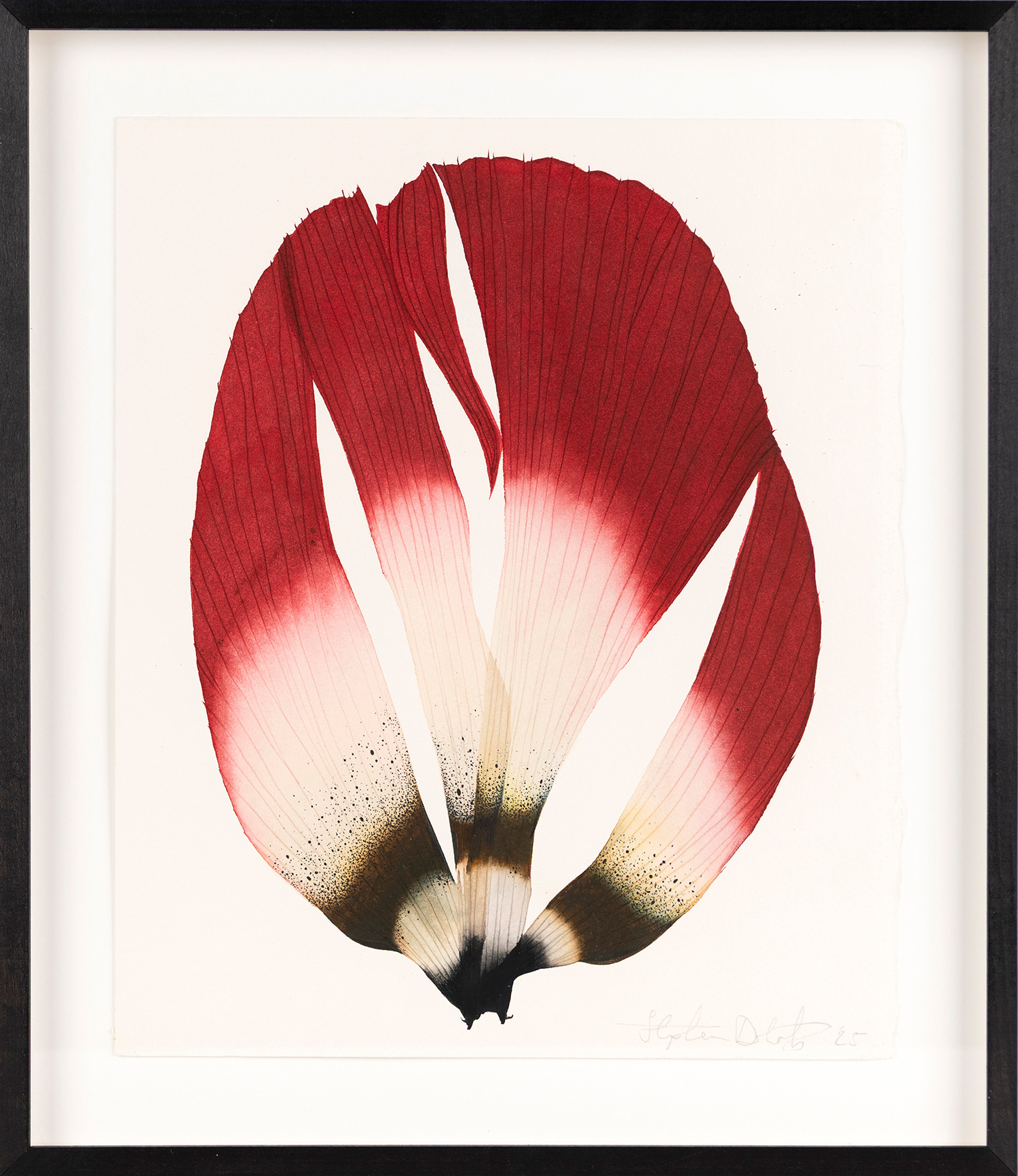 Split Red Anemone Petal 14, 2025